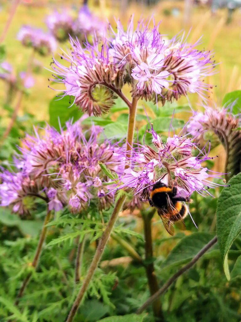 Flower (fiddleneck) with bee