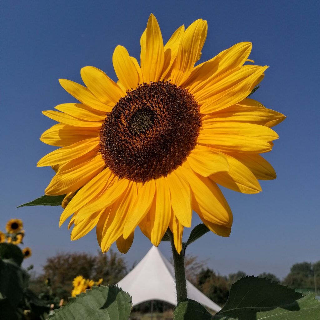 Sunflower with canopy behind